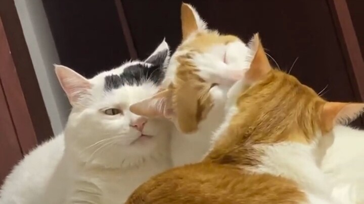 《 lettin喵 go 》