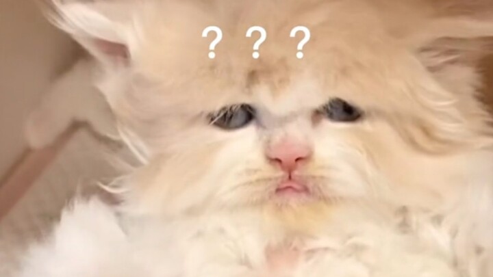 You call that a “mimi”?