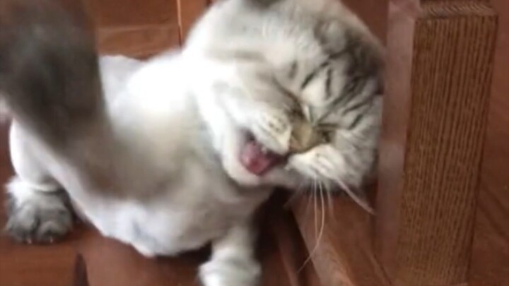 แมวน้อยเพี้ยนๆ เวอร์ชันติดหูวนลูปในหนึ่งนาที