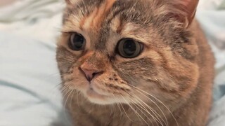 你为什么睡在猫猫我的床上？