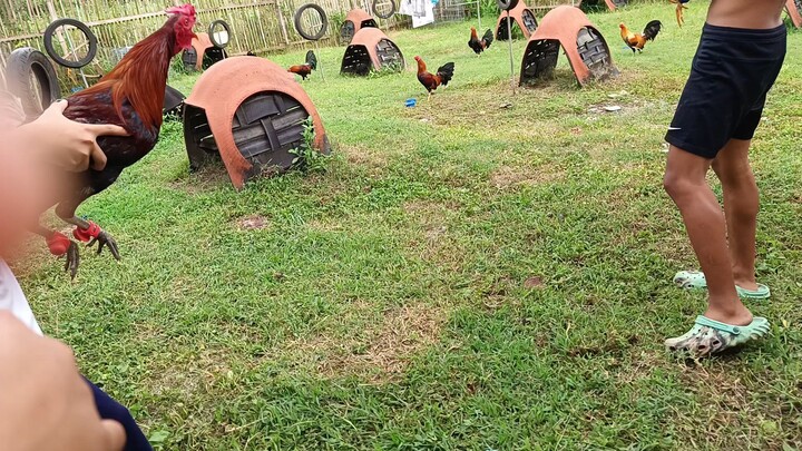 McLean Hatch VS Yellow Legged Hatch