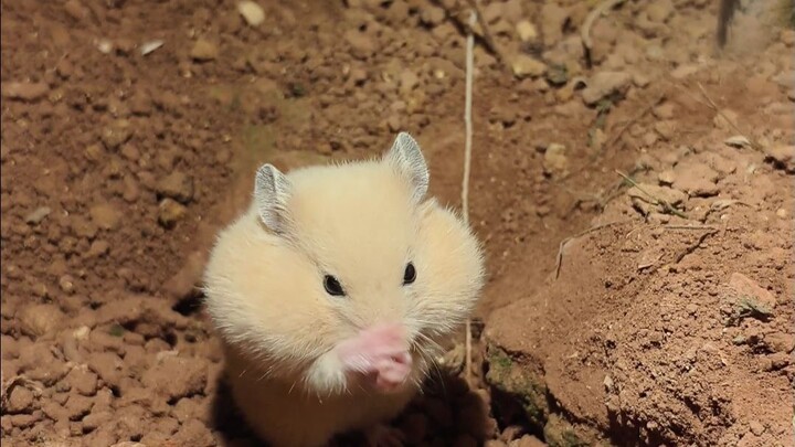 What do hamsters living in the countryside eat every day?