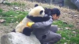 Bagaimana Pengasuh "Mengumpulkan" Panda