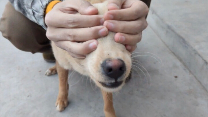 [Man & Dog]Playing Peekaboo!