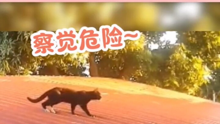 This cat’s become a cunning old fox— it even knows how to use feints!