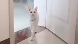 This must be the white cat that "Tom" loves