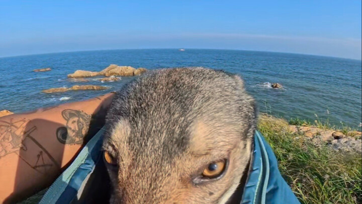 Hey there, I’m a wolf. You look so tired—don’t worry, you can rest in my big, comforting embrace. Wh