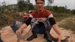 săn bắt ẩm thực vùng cao || Cặp Rắn Hổ Mang Bạch Xà Và Hắc Xà Phơi Mình Trên Mộ Người Đã mất,