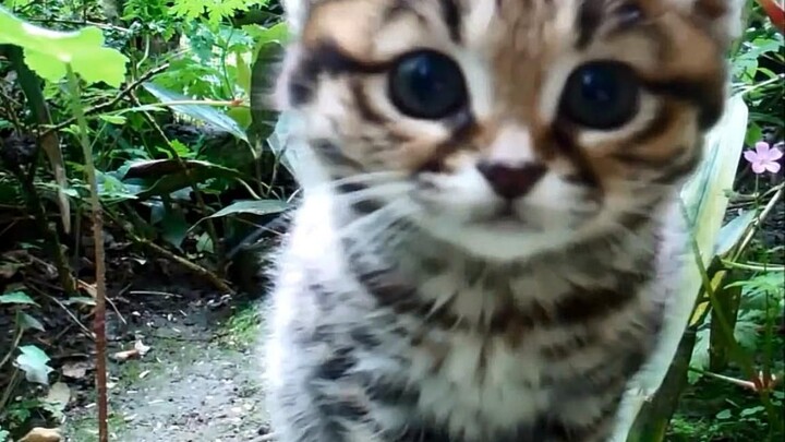 "Africa's deadliest kitten" black-footed cat