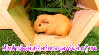 เปิดบ้านใหม่ของแคนดี้หนูน้อยแกสบี้ guinea pig พร้อมกับขุททรัพย์หญ้าขน