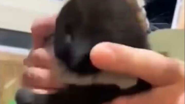 Po Ao, Qian Songyi, Tuo Sai’s business review—keep hanging out with you, Grandma!