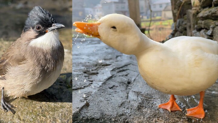 Bro Duck, can I share some water with you?