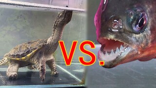 鳄龟VS食人鱼,水中恶霸之间的爱恨情仇！尝试给章鱼哥喂小龙虾！