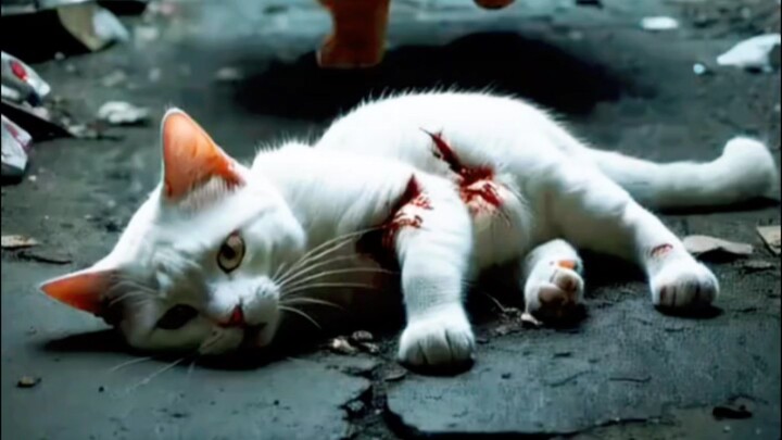 cute cat sad adventure story 😭