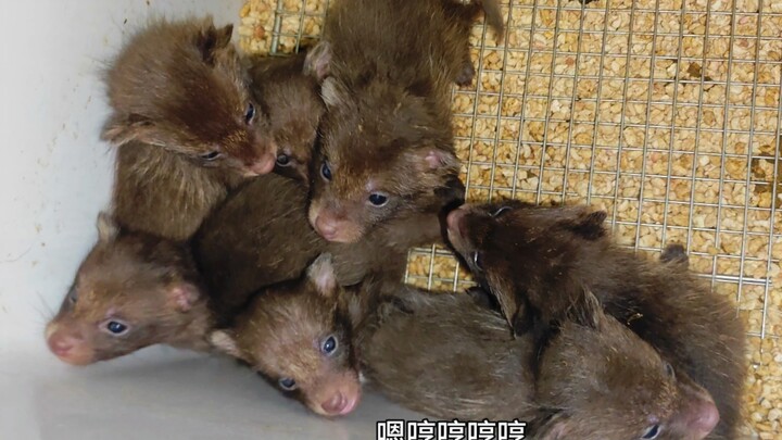 Đứa trẻ mồ côi mà ăn vẫn ngon lành!