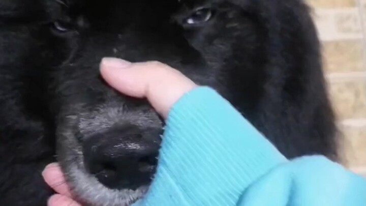 Dog: Human, my snout is so soft!