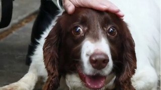 I'm just afraid the drug-sniffing dog will suddenly sit down—such a timid yet dedicated police dog!
