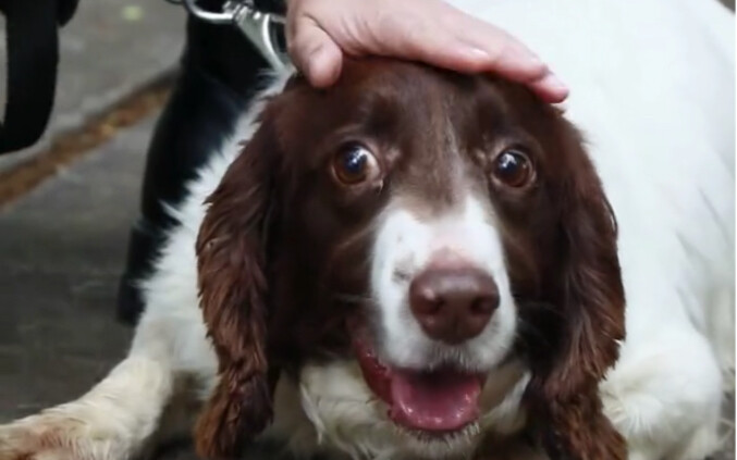 就怕缉毒犬突然坐下，胆小但敬业的警犬！