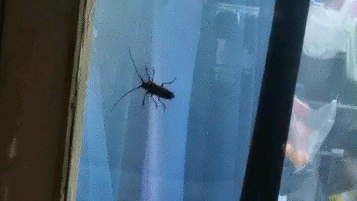 Kebun Binatang Barat Besar 6