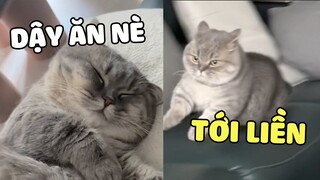 Nhà Có Một Chiếc Meow Thấy Ăn Là Sáng Mắt 😋  | Pets TV