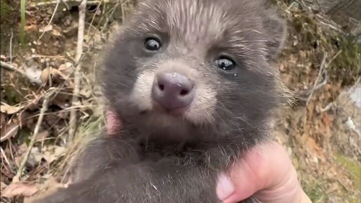 Two little bears have appeared in the forest.
