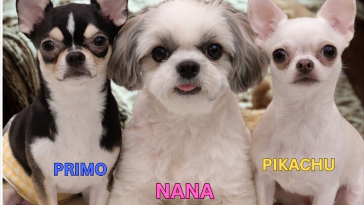 #thepawfectsquad