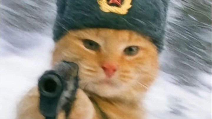 🐱“Awesome! Strict!”🐱