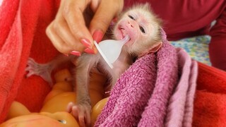 Plays Time!! Mom is training tiny adorable Luca playing with the pacifier in the hammock