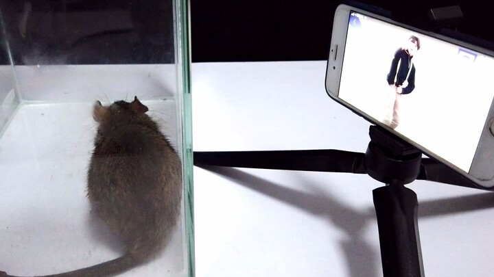 When a mouse hears “Chicken, you’re so beautiful,” will it find it annoying or endearing?