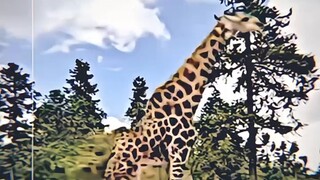 What's wrong with Yin?