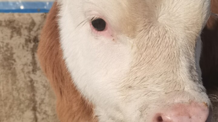 Nghỉ lễ về nhà liền thấy bé bò con, dễ thương quá, còn cho sờ nữa đấy!