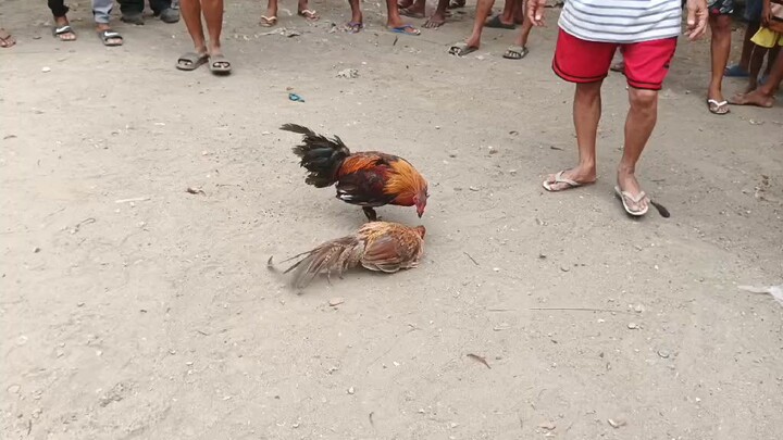 nagwalis na manok namin