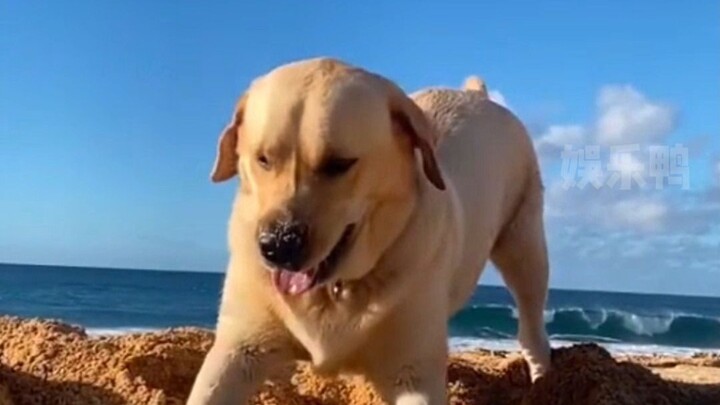 Labrador: You’re the ones who are dogs—always up to no good.