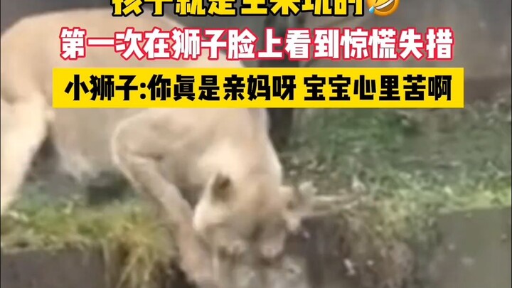 Anak-anak memang lahir untuk bermain 🤣 Pertama kali melihat ketakutan di wajah singa, si anak singa 