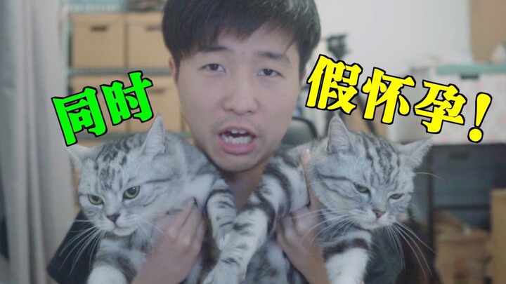 The Biggest Scam of 9012: A Cat's Fake Pregnancy Deceived Tens of Thousands of People