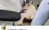 Con người có thể cưng chiều mèo đến mức nào, những chú mèo siêu hạnh phúc