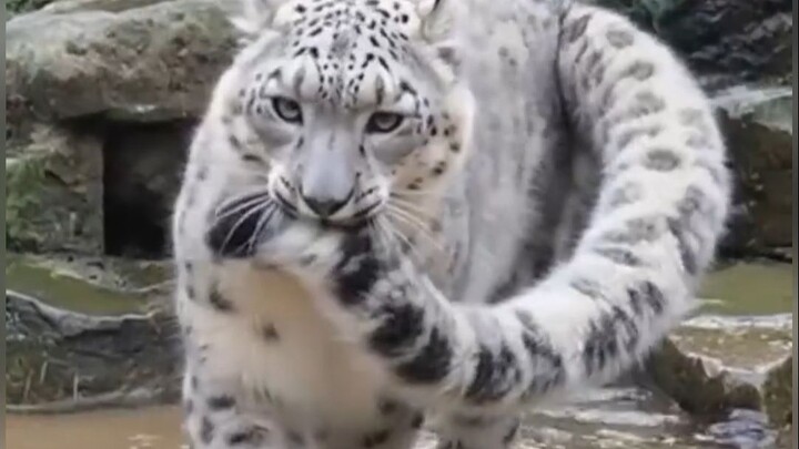Why Do Cheese Snow Leopards Attack Humans?
