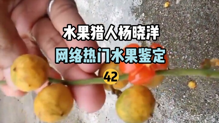 【صياد الفواكه】تحديد الفواكه الرائجة على الإنترنت 42