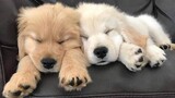 Funniest & Cutest Golden Retriever Puppies 28- Funny Puppy Videos 2020