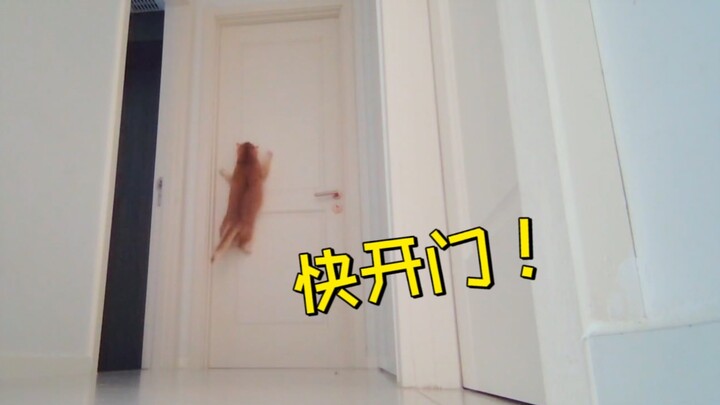 请问一下，这就是南方的蟑螂吗？