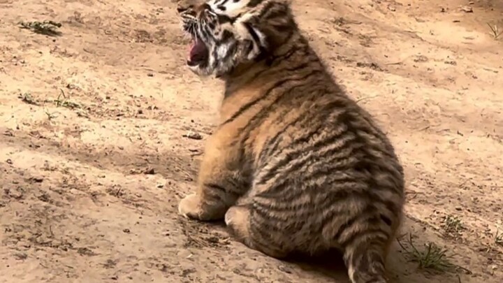 Chú hổ con 35 ngày tuổi, vừa đáng yêu vừa dữ dằn hết sức!