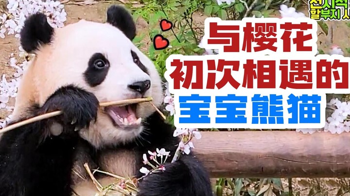 ซับจีน丨มุมมองคุณปู่ผู้รู้ทุกอย่าง丨230407丨ลูกแพนด้าที่ได้พบกับดอกซากุระเป็นครั้งแรก เหมือนตอนเด็กๆ ที
