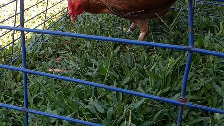 Larry romero sweaters hen