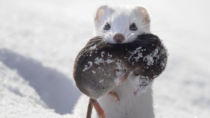 Gluttonous Lingyou, a rodent killer without emotions