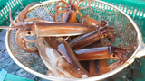 ทักษะการตัดปลาหมึก! Squid Sashimi ซุปปลาดิบเย็น ปลาหมึกนึ่ง - Korean Street Food