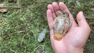 来我家蹭网的小鸟今天终于全部飞走了，一路走过来为你们操碎了心