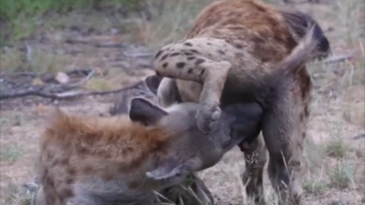 Penggalian Dubur Balik 2.0