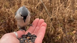 Tiếng gốc góc nhìn thứ nhất: Những chú chim nhỏ trong rừng xếp hàng thưởng thức tiệc tự chọn