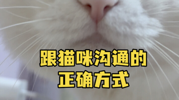 Talking to my cat—have to raise my voice, or she just ignores me #WhiteCat #CatDadDiary #MeAndMyCat