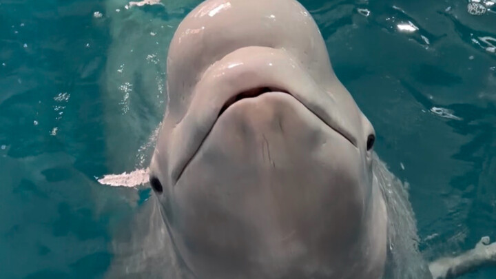 Xiao Hei doesn’t think he’s fat.